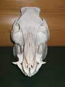 Wild Boar Skull