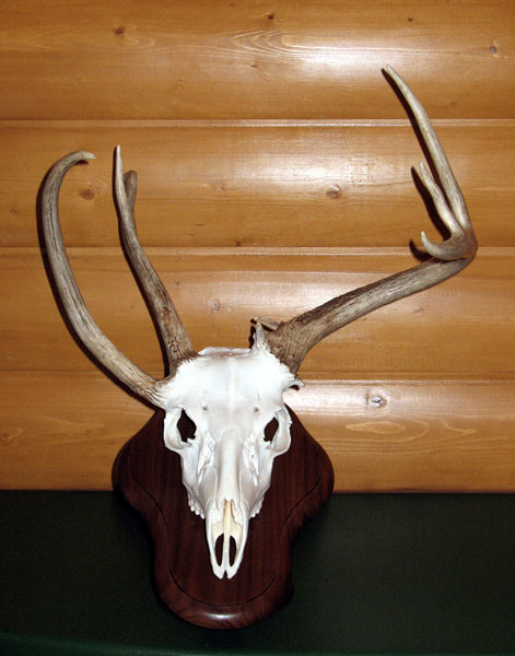 whitetail deer skull. Whitetail Deer on Walnut