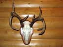 Whitetail Deer on Oak Plaque